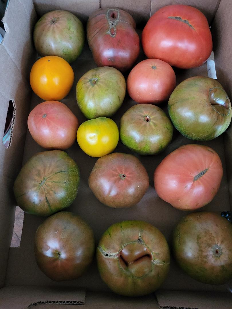 Heirloom Tomatoes Variety 10 lb box WM FarmLink